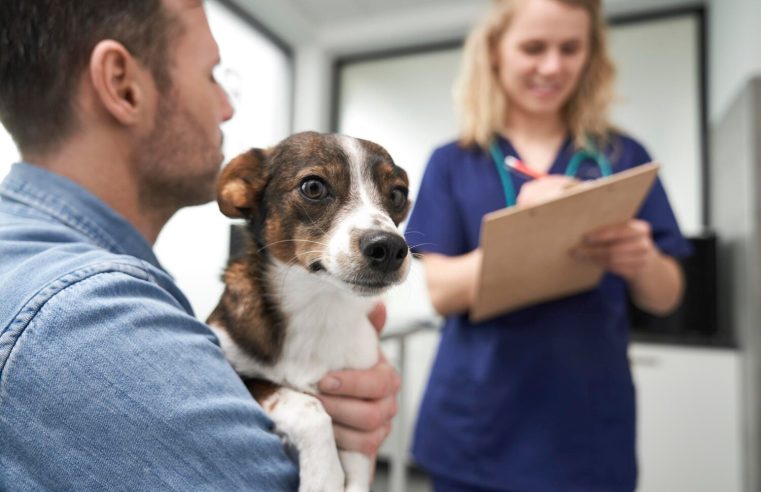 Assurance chien : comment éviter les mauvaises surprises lors des soins vétérinaires