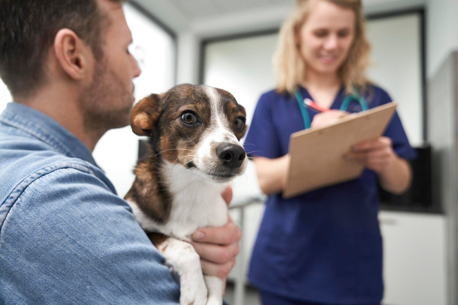 Assurance chien : comment éviter les mauvaises surprises lors des soins vétérinaires